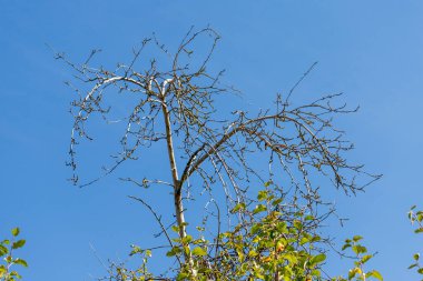 Çıplak bir ağacın dalları açık mavi bir gökyüzüne uzanır ve altında yeşil yapraklar görünür..