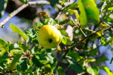 Tek bir sarı elma yeşil yapraklar ve benekli güneş ışığıyla çevrili bir dalda asılı duruyor..