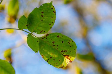 Kahverengi benekli yeşil yapraklar bulanık mavi ve sarı gökyüzüne karşı bir daldan sarkan.