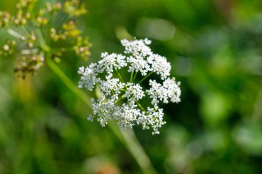 Küçük yaprakları olan bir grup narin beyaz çiçek, bulanık yeşil arka plana keskin bir odak ile bakıyor..