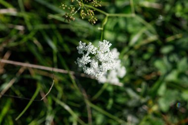 Yeşil çimenler ve kahverengi dalların bulanık arka planına karşı keskin bir odak noktası beyaz yaban havucu kümesidir..
