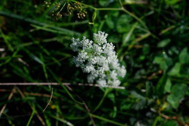 Bulanık yeşil yapraklar ve çimenler ile çevrili küçük beyaz çiçek kümesi merkezlidir. Güneş ışığı, narin çiçeklerin ve çiğ damlalarının altını çizer..