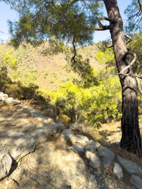 Chimaera Dağı, antik Lycia 'da bir yerin adıydı. Güneşli, kayalık yamaçlarda çam ağaçları ve canlı yeşil yapraklarla kaplı taştan bir patikası olan doğal bir manzaraydı..