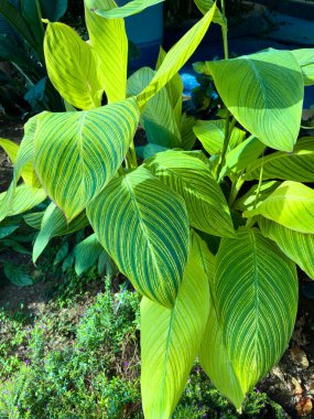 Bir Canna zambağı bitkisinin yemyeşil, büyük, çeşitli yeşil ve sarı yaprakları çerçeveye hükmediyor, daha koyu yeşilliğin bulanık arka planına karşı kuruluyor ve biraz da mavi.