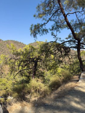 Açık mavi gökyüzü ile güneşli bir gün ormanlık, tepelik bir arazide. Kozalaklı çam ağaçları ön plana hükmediyor, kuru çalılar ve toprak bir patika ile..