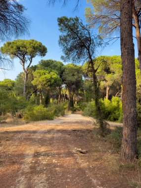 Açık mavi gökyüzünün altında yoğun bir çam ormanının içinden kirli bir patika esiyor. Güneş ışığı orman zeminini ve yüksek çam ağaçlarının gövdelerini aydınlatır..