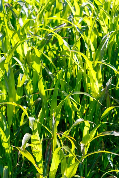 Parlak güneş ışığı ve gölgelerle aydınlatılmış canlı yeşil süpürge sapları ve yapraklarının yakın çekim görüntüsü..