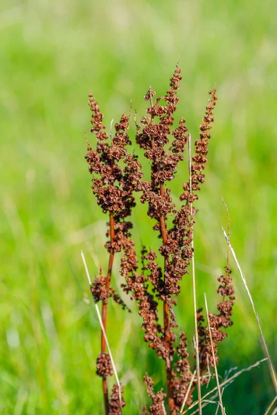 Bulanık yeşil bir zemin üzerinde küçük tohum kümeleri ile kurumuş kahverengi bitki sapları yakın plan.