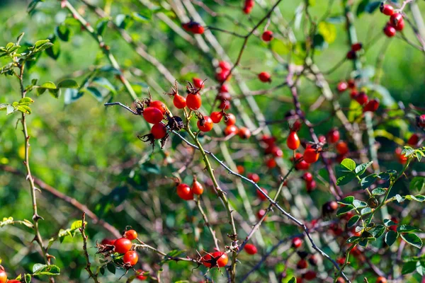Yakın plan, yeşil bulanık arka planda, dikenli dallarda olgun kırmızı gül kalçalarından oluşan sığ bir alan derinliği.