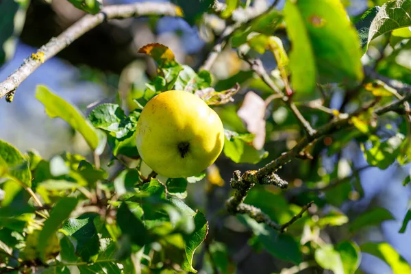 Tek bir sarı elma yeşil yapraklar ve benekli güneş ışığıyla çevrili bir dalda asılı duruyor..
