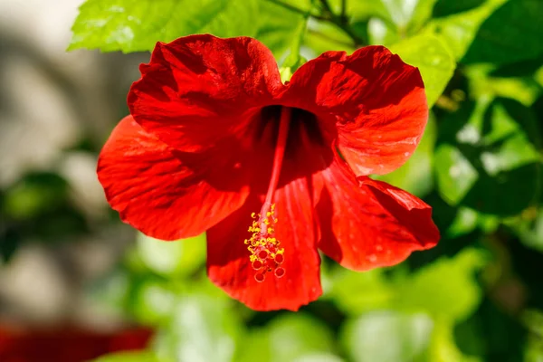 Canlı kırmızı bir amber çiçeği, koyu kırmızı taç yaprakları ve sarı pudingi ile bulanık yeşil yaprak arkaplanına karşı tezat oluşturur..