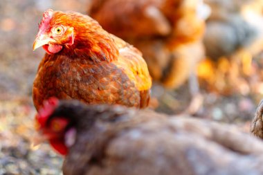 Kahverengi tavuk diğer tavuklarla kameraya bakıyor.