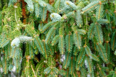 Evergreen ladin ağacı dalları doğal arkaplan deseni oluşturur