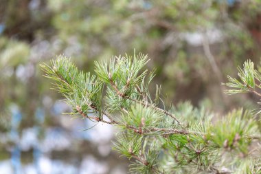 Yeşil çam iğneleri doğayı ve büyümeyi gösteren bir dalı doldurur.