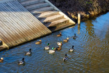 Kentsel ahşap rıhtım ve beton basamakların yanında berrak suda yüzen bir grup yaban ördeği.