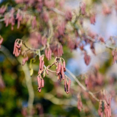 Hazel Catkins, arka planda bulanık bir şekilde ağaç dallarından sarkan ve doğanın yenilendiğini gösteren bir işaret.