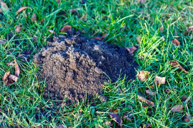Köstebek tepesi mükemmel yeşil çimenlikte bir toprak yığını oluşturuyor.