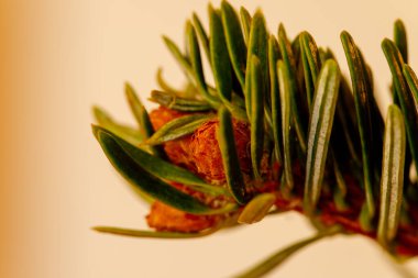 Firavun ağacı dalı açık arkaplanda yeşil iğneler ve yeni tomurcuklar gösteriyor