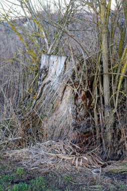 Ağaç gövdesi kurumuş çimenler ve vahşi dallar arasında çürüyor.