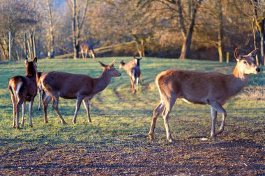 Geyik sürüsü sonbahar mevsiminde altın güneş ışığıyla bir tarlada otluyor.