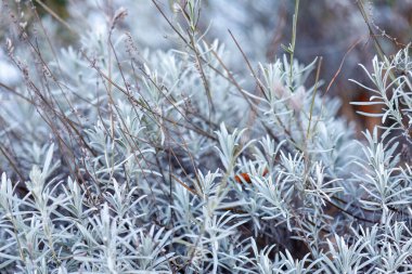 Yumuşak gümüş yapraklar sergilenen lavanta bitkileri, bir kış bahçesinde kuru kahverengi saplı.