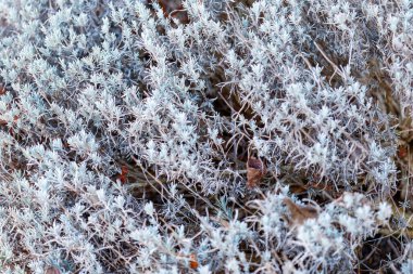 Silver-gray lavender foliage shows natural texture and organic patterns