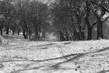 Saklı bir ormanlık alanda karlar ve ağaçlar uzanır gölgeler boyunca