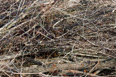 Kuru dallar, dolambaçlı doğal ahşap dokusu oluşturuyor.