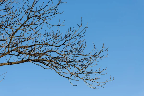 Yaprak döken bir ağacın kahverengi dalları parlak mavi bir gökyüzüne karşı duruyor.