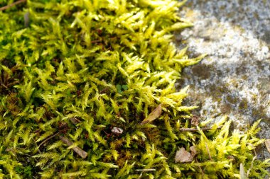 Parlak yeşil yosunların, dokulu gri bir kayanın üzerine yayılışını yakından izleyin.