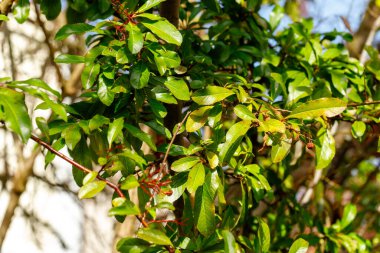 Güneşli bir açık havada, bir ağaç dalında canlı yeşil yapraklar görünür.