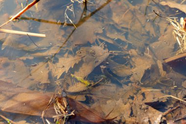 Kahverengi kuru yapraklar ve ince dallar sığ, berrak sulara gömülmüş, doğal bozulma ve sükuneti gösteriyor.