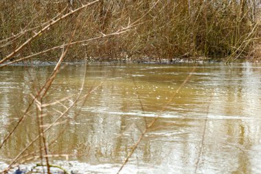 Kahverengi nehir suyuyla kaplanmış kurumuş dallar ve orman çalıları.
