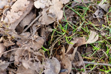 Ölü meşe yapraklarından çıkan yeni yeşil büyüme doğanın çürüme ve yeniden doğuşunu sembolize ediyor.