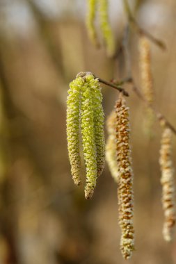 Kışın sonunda ya da ilkbaharın başında bir daldan sarkan fındık ağacı kadifeleri