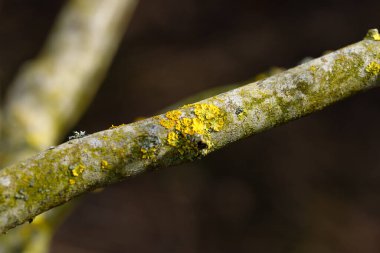 Lichen bir ağaç dalında büyüyor, doğanın karmaşık dokularını ve organik desenlerini vurguluyor.