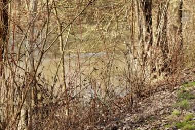 Çamurlu nehir suyu güneşli bir kış gününde hareketsiz çalıların ve ağaçların arasından akıyor.