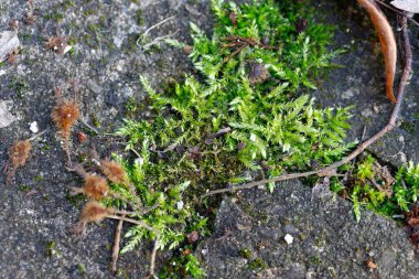 Yakından bakınca beton zeminde canlı yeşil yosun ve kurumuş bitki kalıntıları görünüyor.