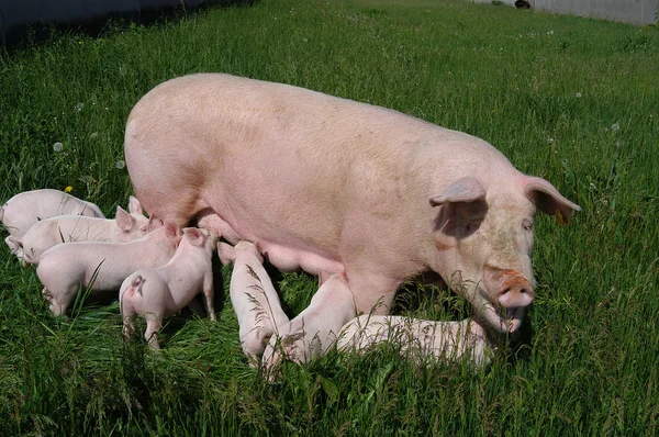 Fertile sow and piglets suckling