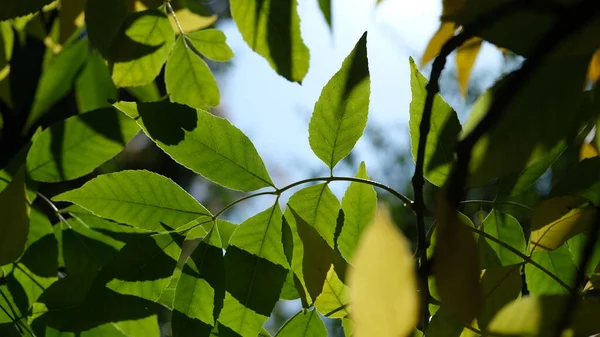 Yapraklı yeşil dalların ve mavi gökyüzünün güzel bir fotoğrafı. Yüksek kalite fotoğraf