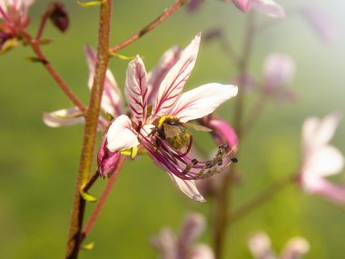 Yabanarısı yabani çiçeğin üzerinde oturuyor