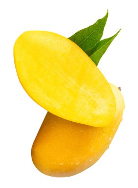 Tek olgun sarı mango meyvesi ve yarısı yeşil mango yapraklı ve su damlacıkları beyaz arka planda kırpma yolu ile izole edilir..