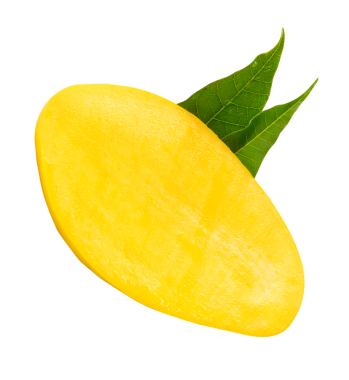 Yeşil mango yapraklı olgun sarı mango meyvesi üst görünümü png dosya biçiminde kırpma yolu ile izole edilir.