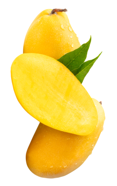 İki olgun sarı mango meyvesi ve yarım yeşil mango yapraklı ve yığın halinde su damlacıkları png dosya biçiminde kırpma yolu ile izole edilir.