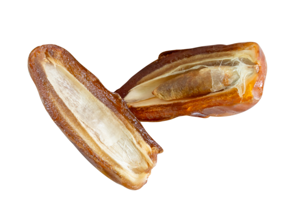 Olgun kurutulmuş hurma meyveleri üst üste iki yarım halinde png dosya biçiminde kırpma yolu ile izole edilir. Müslümanlar için Ramazan ayında iftar yemeği kavramı