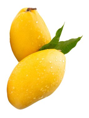 Yeşil yapraklı iki olgun sarı mango meyvesi ve yığın halinde su damlacıkları kesme yolu ile beyaz arka planda izole edilir..