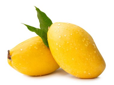 Yeşil yapraklı iki olgun sarı mango meyvesi ve yığın halinde su damlacıkları kesme yolu ile beyaz arka planda izole edilir..