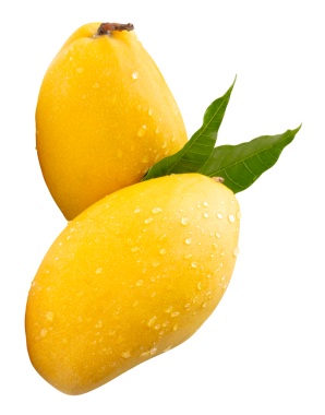 Yeşil yapraklı iki olgun sarı mango meyvesi ve yığın halinde su damlacıkları png dosya biçiminde kırpma yolu ile izole edilir.