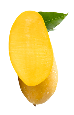 Tek olgun sarı mango meyvesi ve yeşil yapraklı ve su damlacıkları png dosya biçiminde kırpma yolu ile izole edilir.