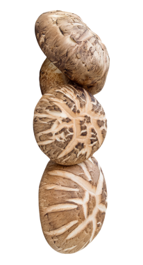 Yığındaki üç shiitake mantarının ön görünümü png dosya biçiminde kırpma yolu ile izole edilir.